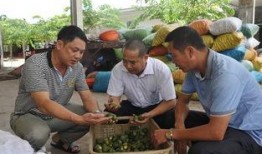 槟榔在线观看,揭秘槟榔文化的魅力与争议